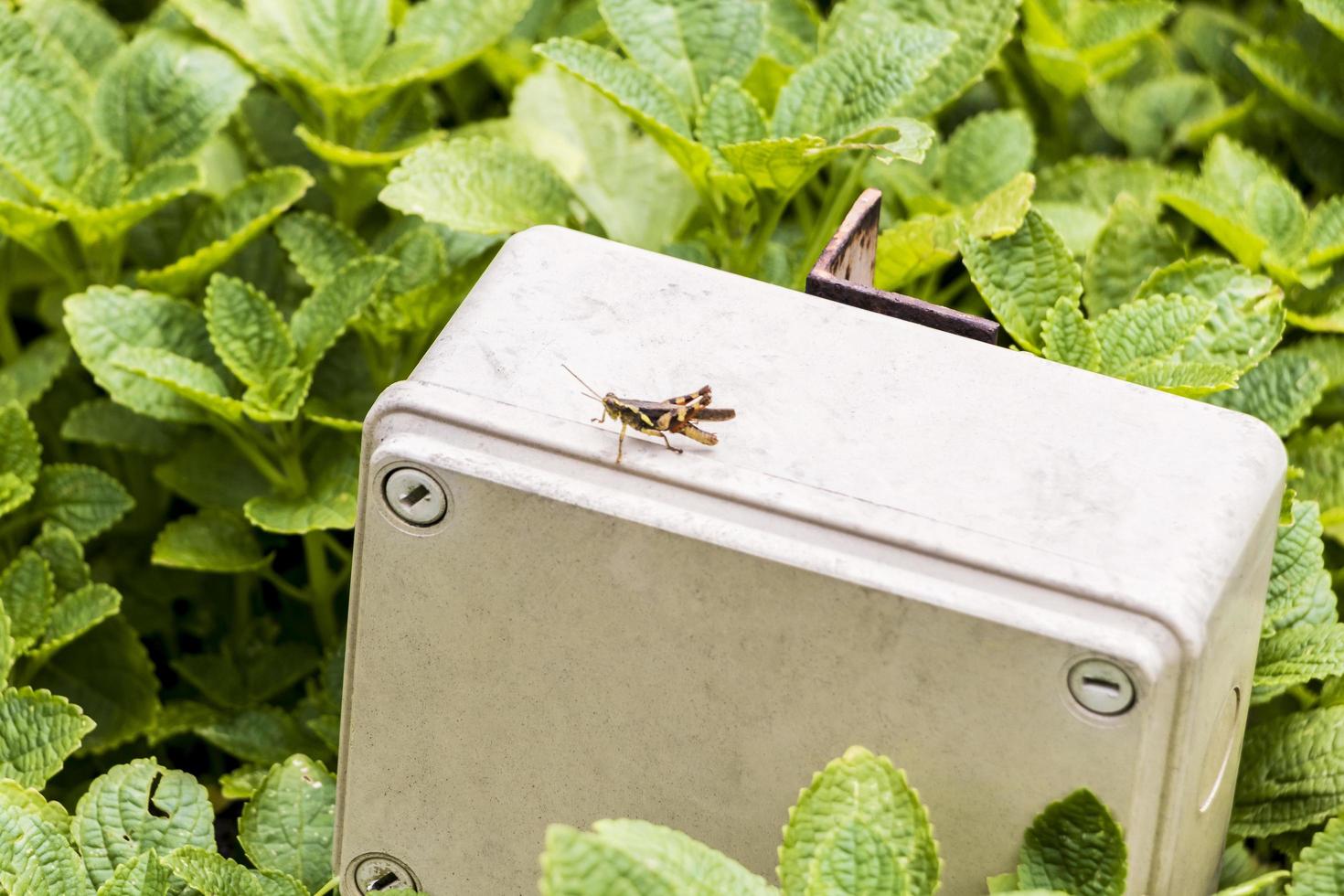 sprinkhaan op elektriciteitskast bij perdana botanische tuin, kuala lumpur. foto