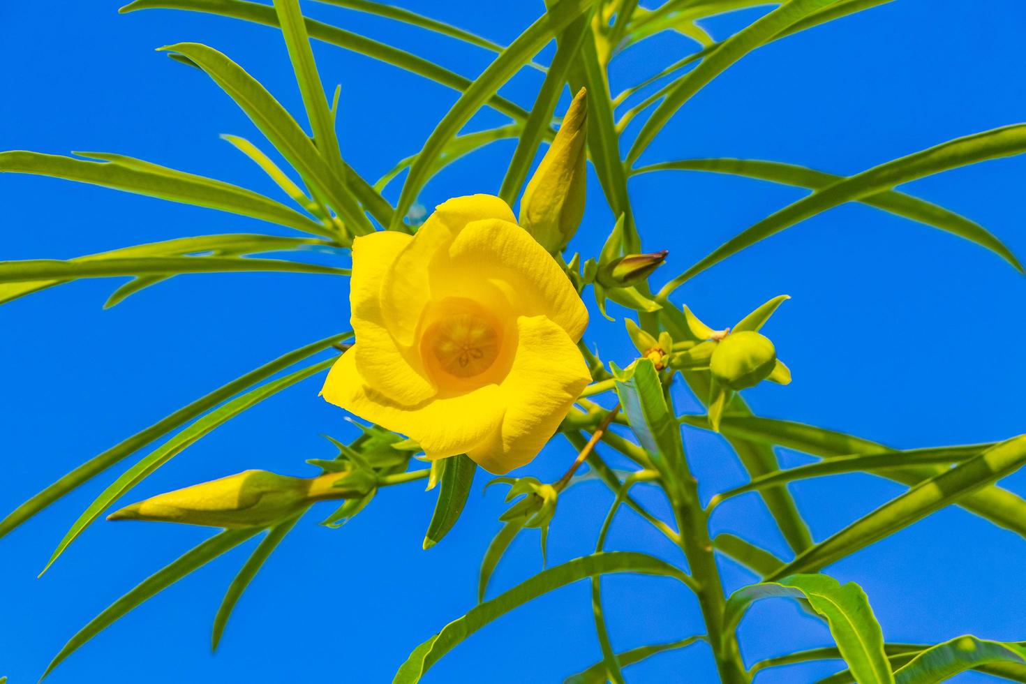 gele oleanderbloem op boom met blauwe hemel in mexico. foto