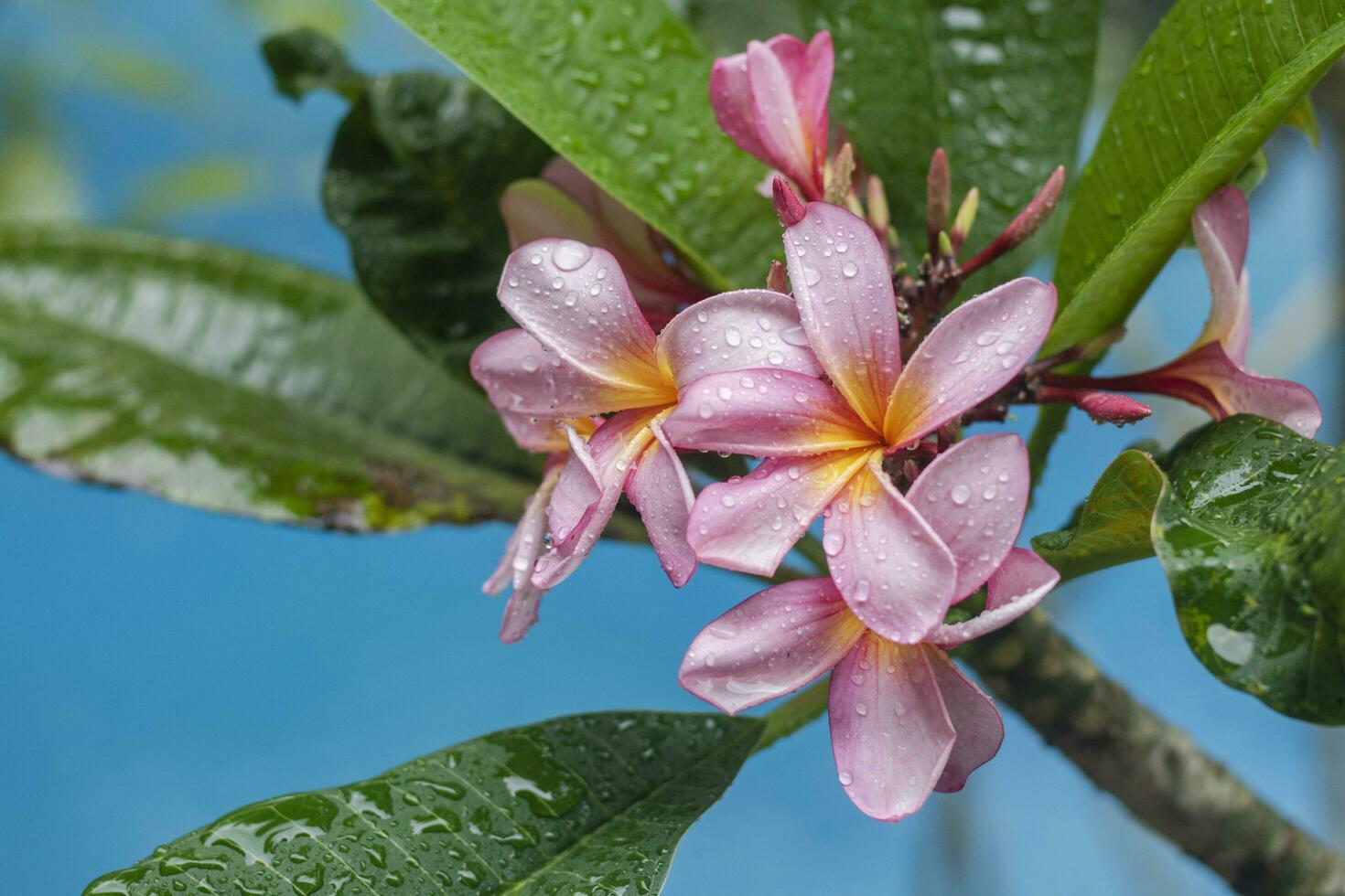 roze plumeira bloem foto