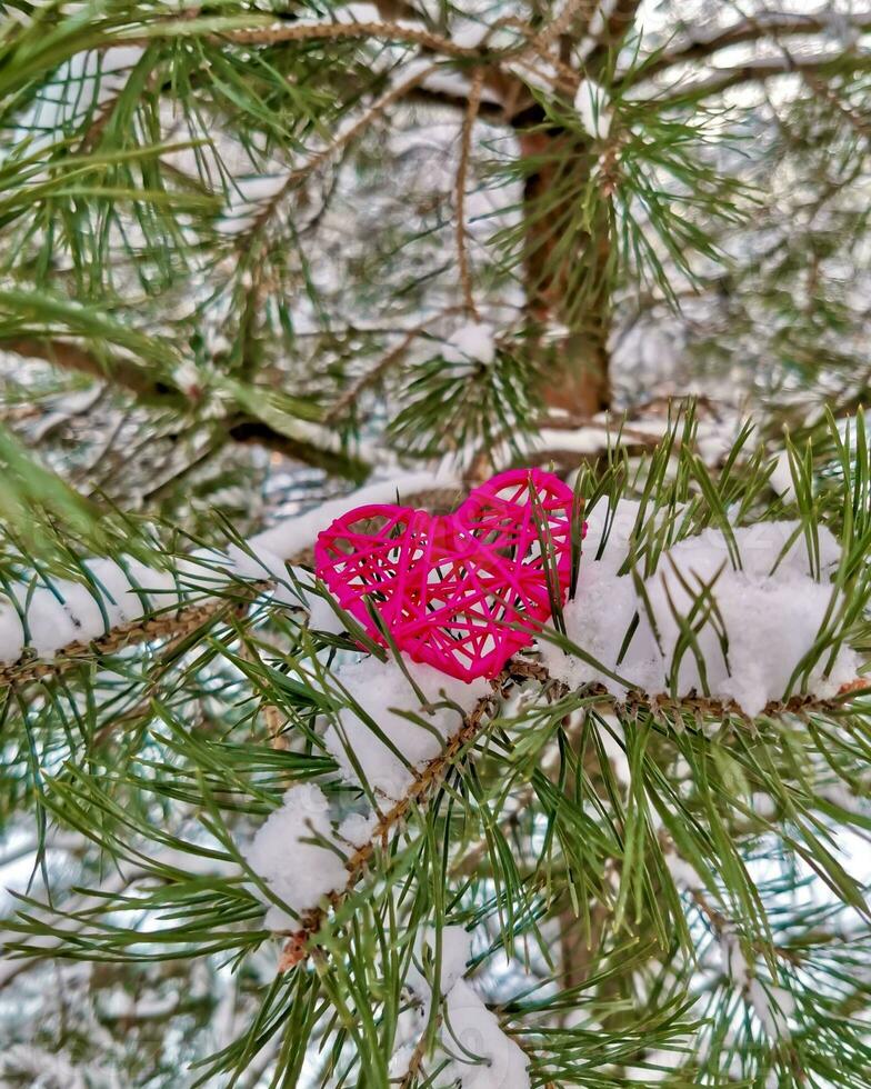 een gevlochten hart, gemaakt met uw eigen handen, leugens Aan een pijnboom met sneeuw bedekt Afdeling foto