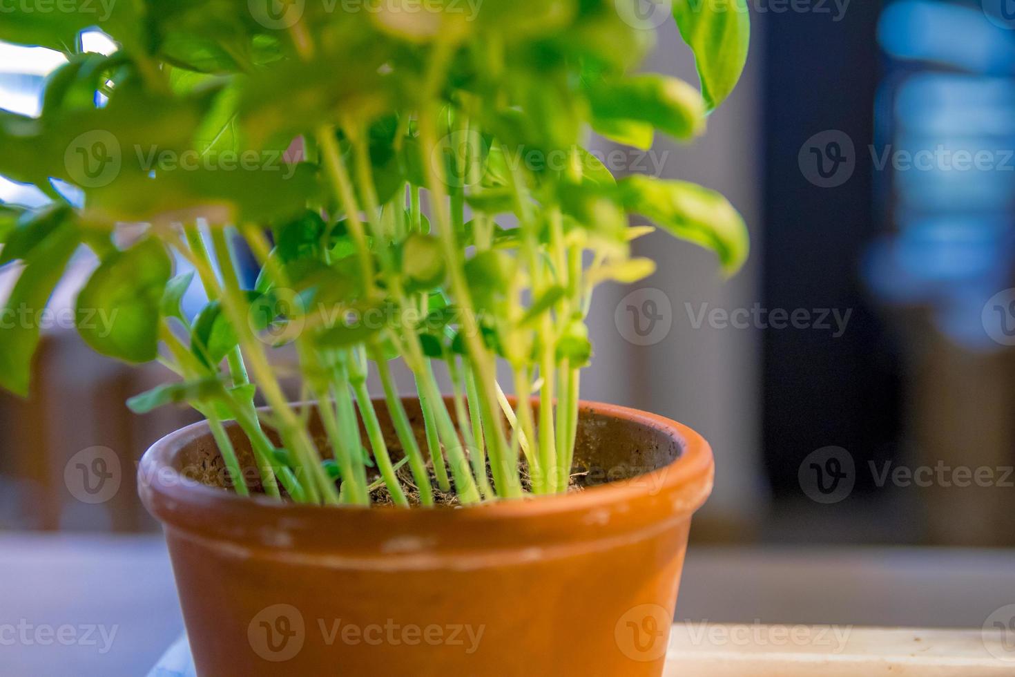 verse munt pepermunt kruid in een pot close-up foto