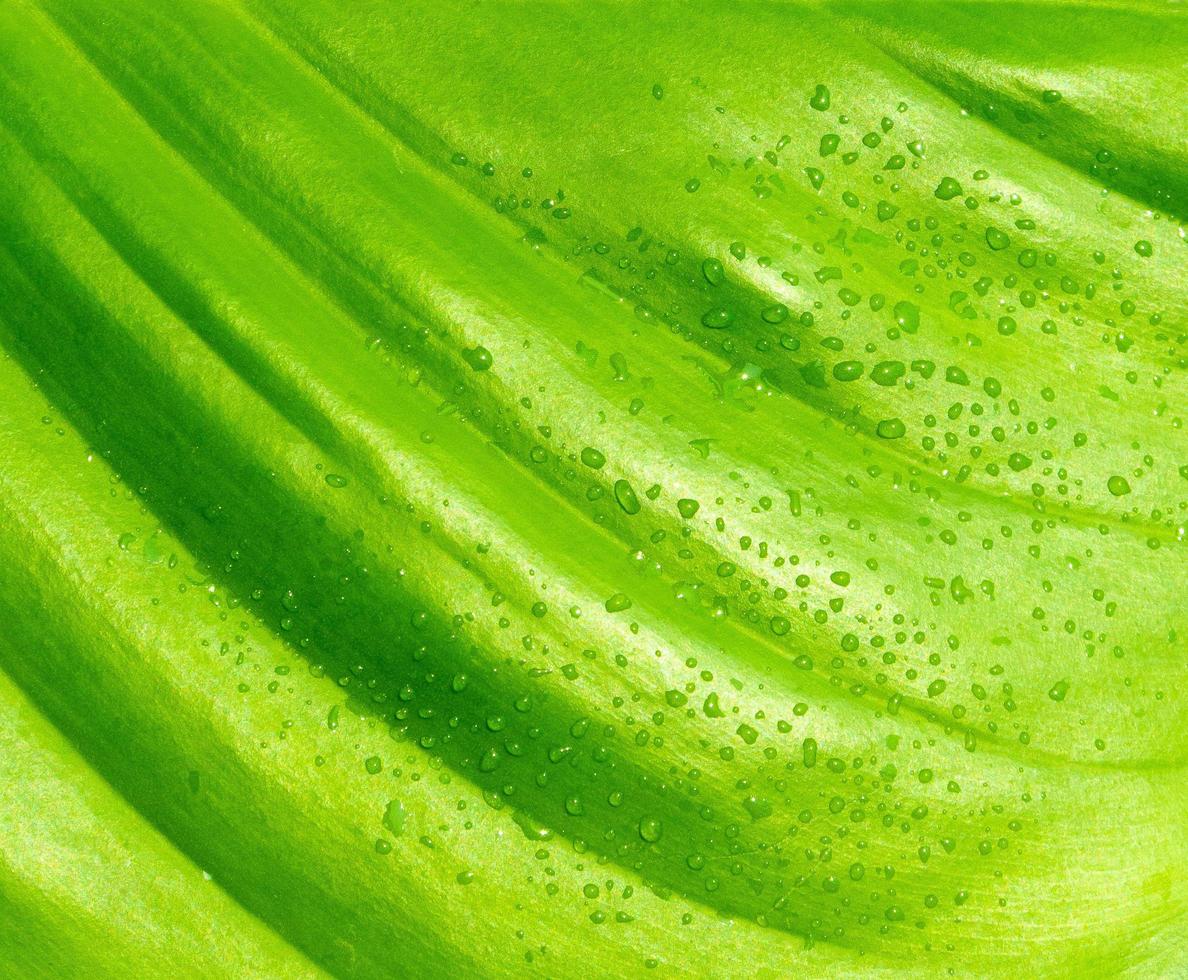 close-up van een waterdruppel op een groen dieffenbachia-blad foto