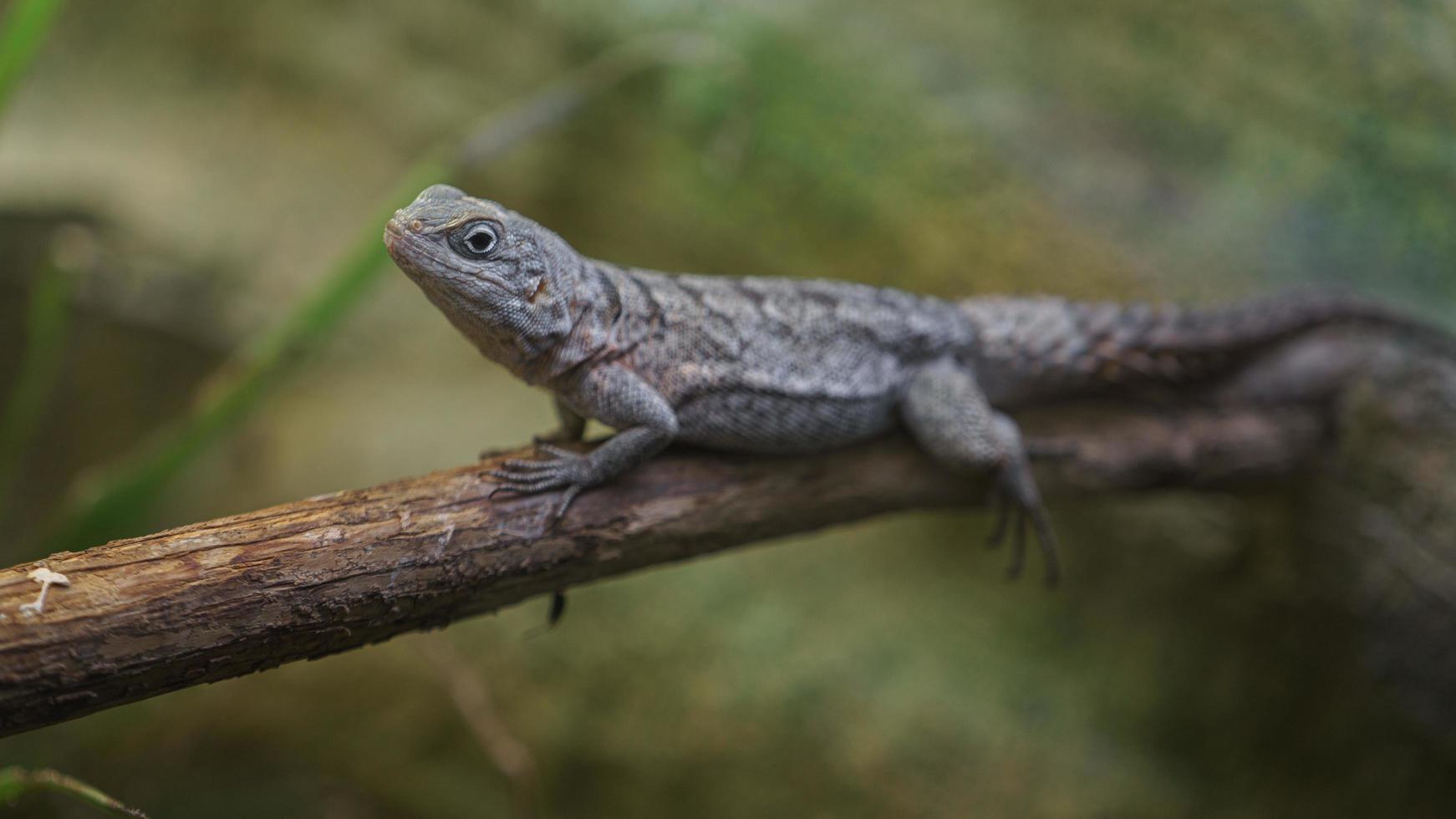 madagascar gierzwaluw in terrarium foto