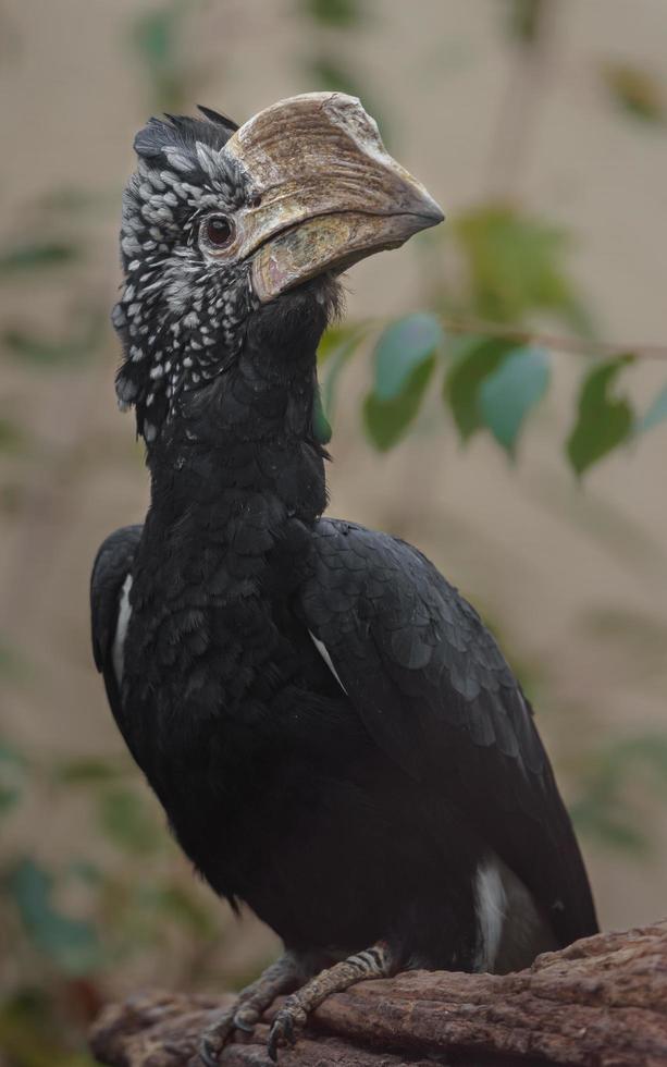 zilverkleurige wangen neushoornvogel foto