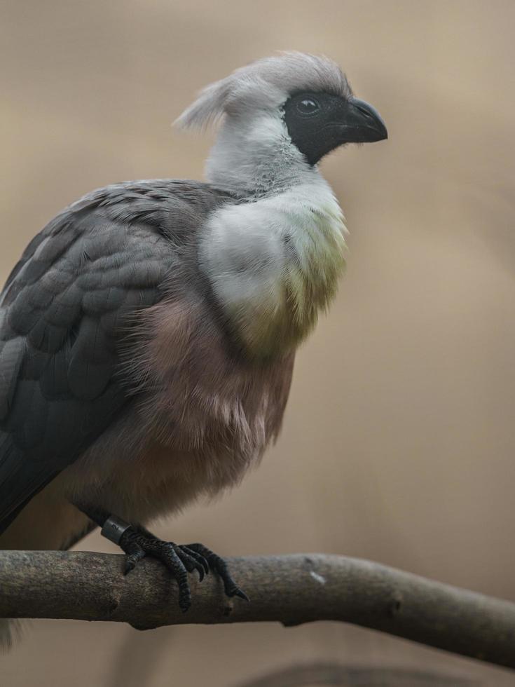 blote gezicht weg-weg-vogel foto