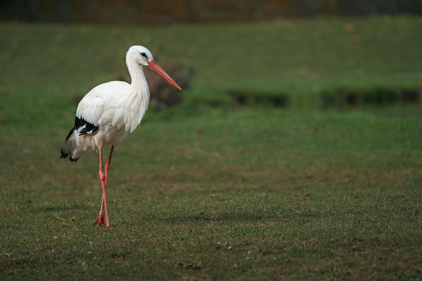 portret van witte ooievaar foto