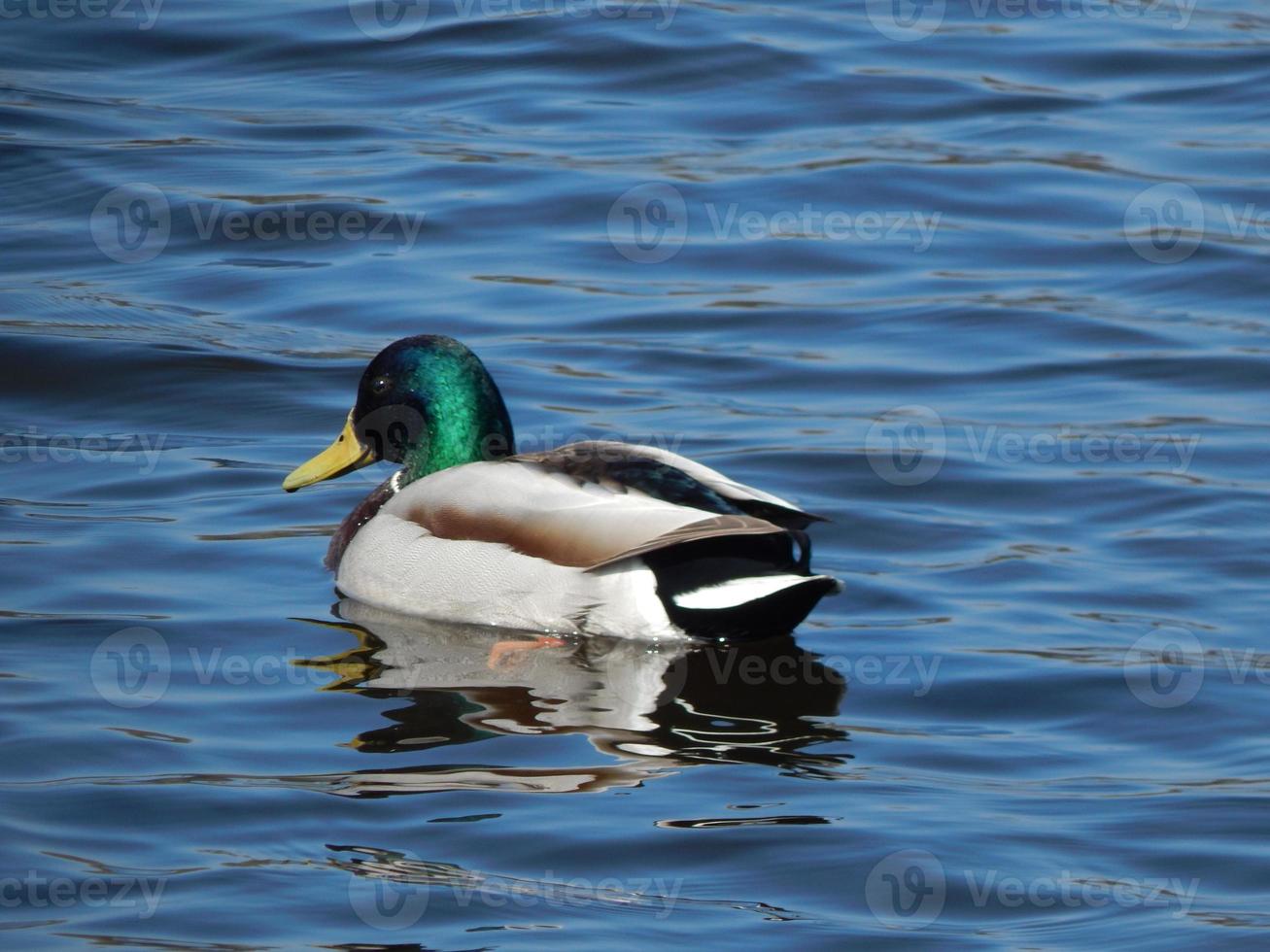 eenden die op het water zwemmen foto