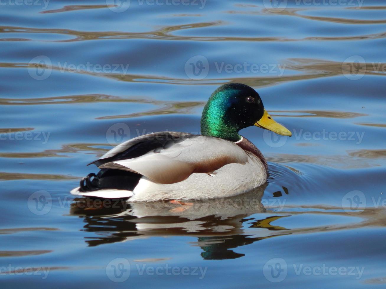 eenden die op het water zwemmen foto