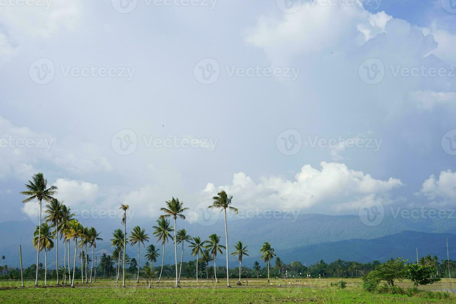 panoramisch groen rijst- velden met bergen in de achtergrond in zuiden sulawesi, Indonesië foto