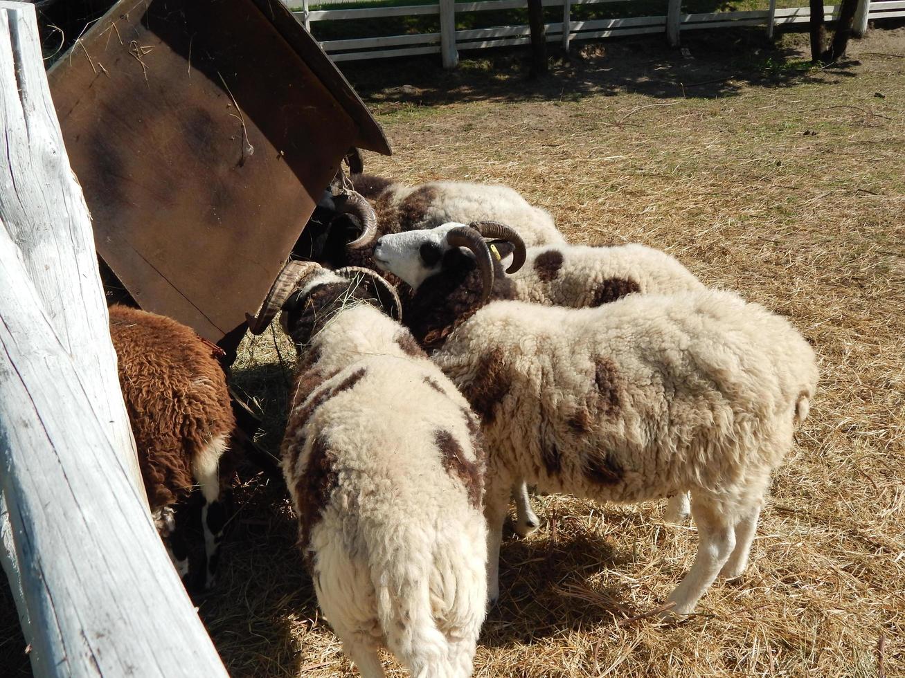 schapen grazen in een paddock op een weiland in een kudde foto