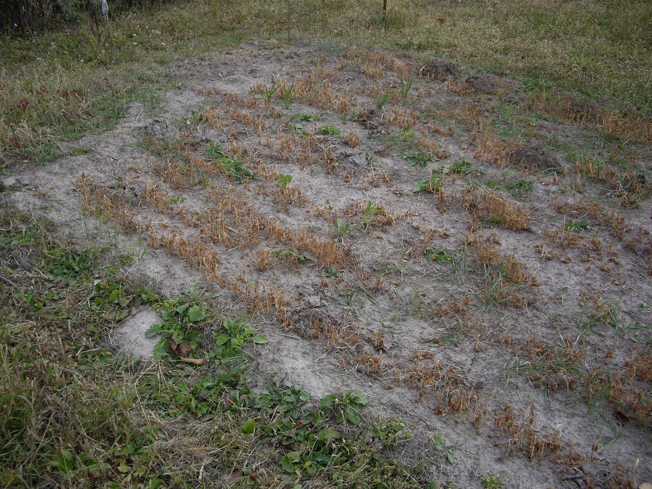 jonge herfstsiderates groeiden op in de tuin foto