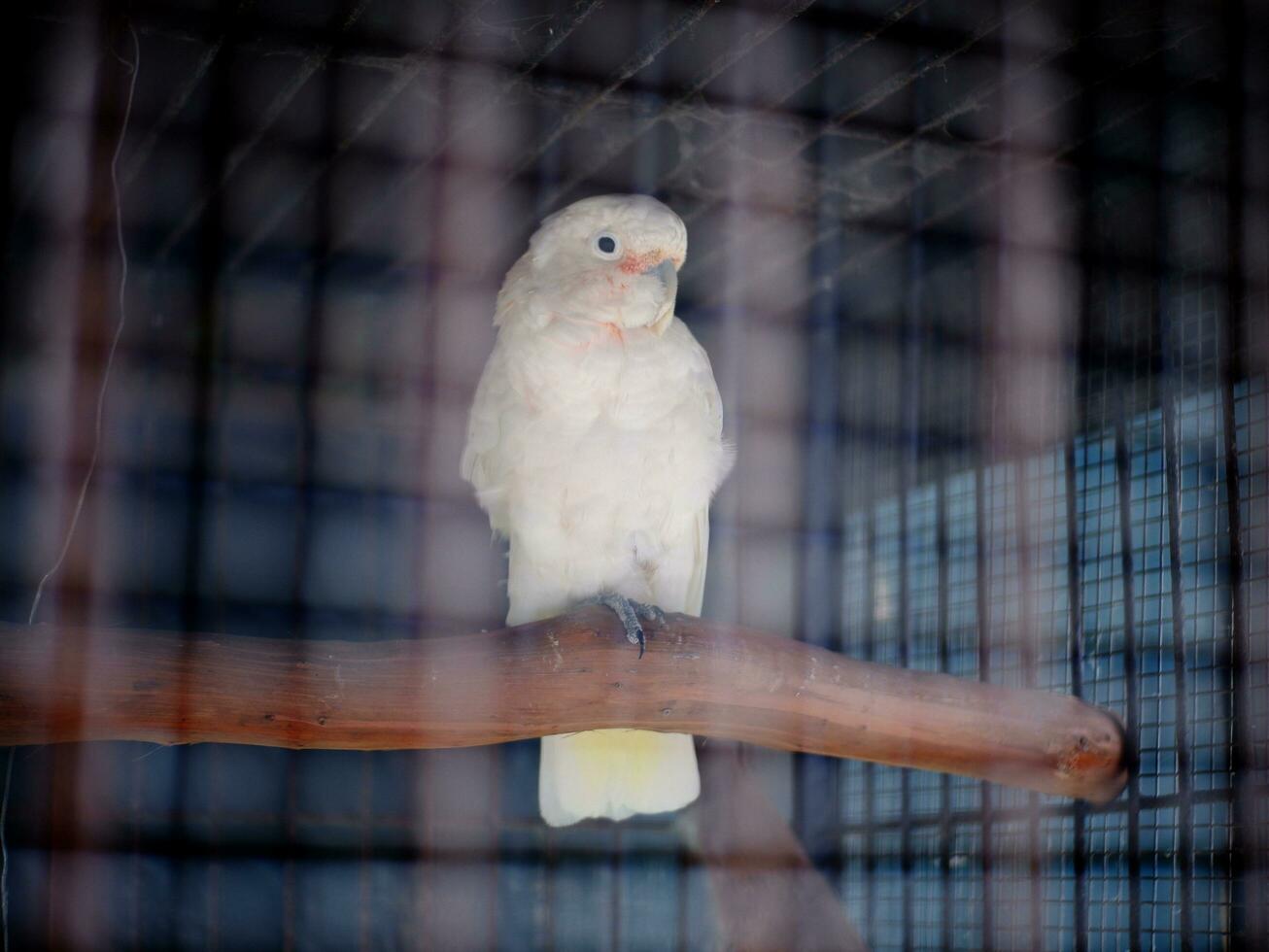 de kaketoe cacatuidae dat zijn geklemd of neergestreken Aan de ijzer hek muur van de kooi foto