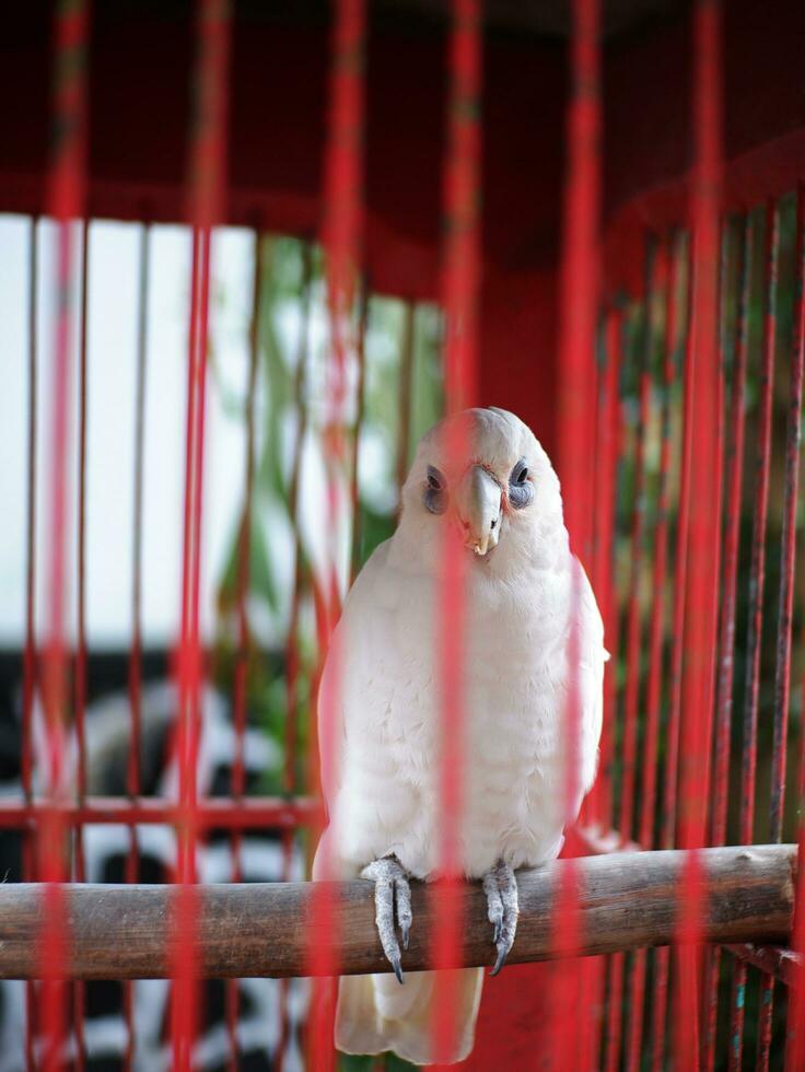 papegaai neergestreken Aan een houten Afdeling vervolgens krassen haar bek in een rood kooi foto