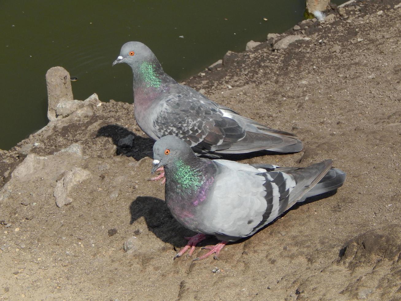 vogels duiven in het park en op het gebouw foto