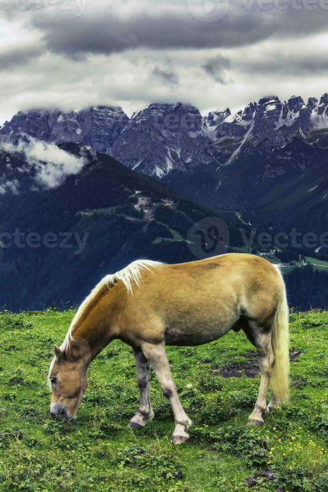 begrazing paarden in alpine landschap foto