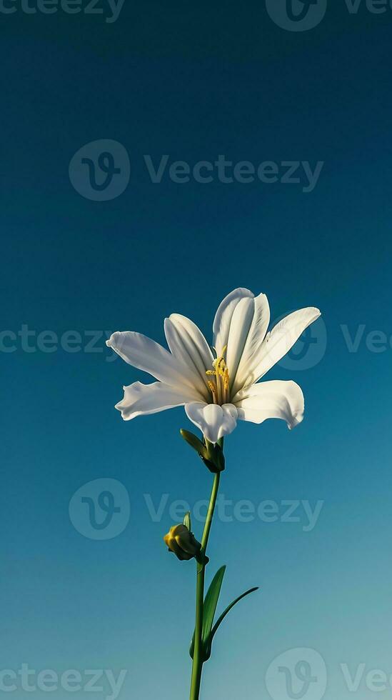 ai gegenereerd een single wit bloem met een blauw lucht in de achtergrond foto