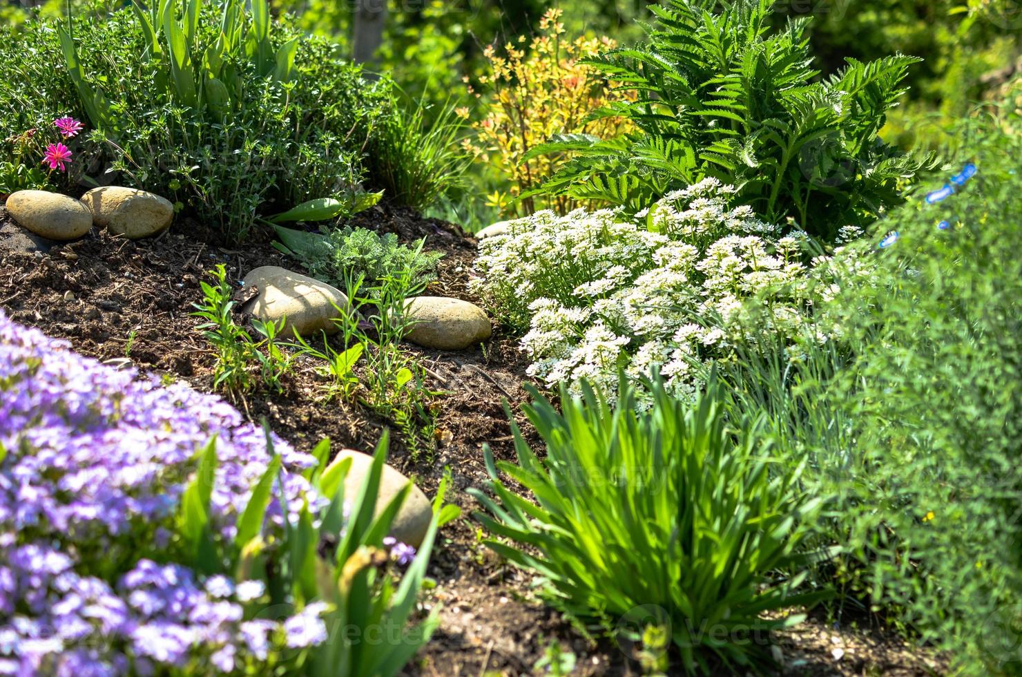 bloembed met stenen, witte en paarse bloemen en veel groene planten foto