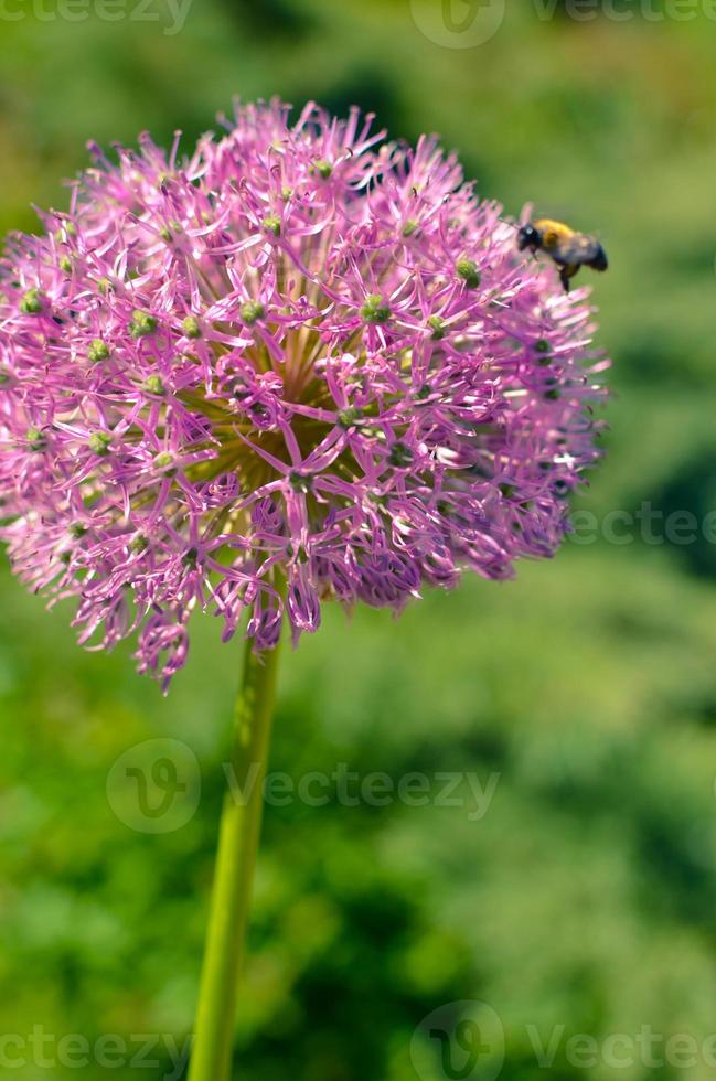 decoratieve uienbloemen in roze kleur, allium foto