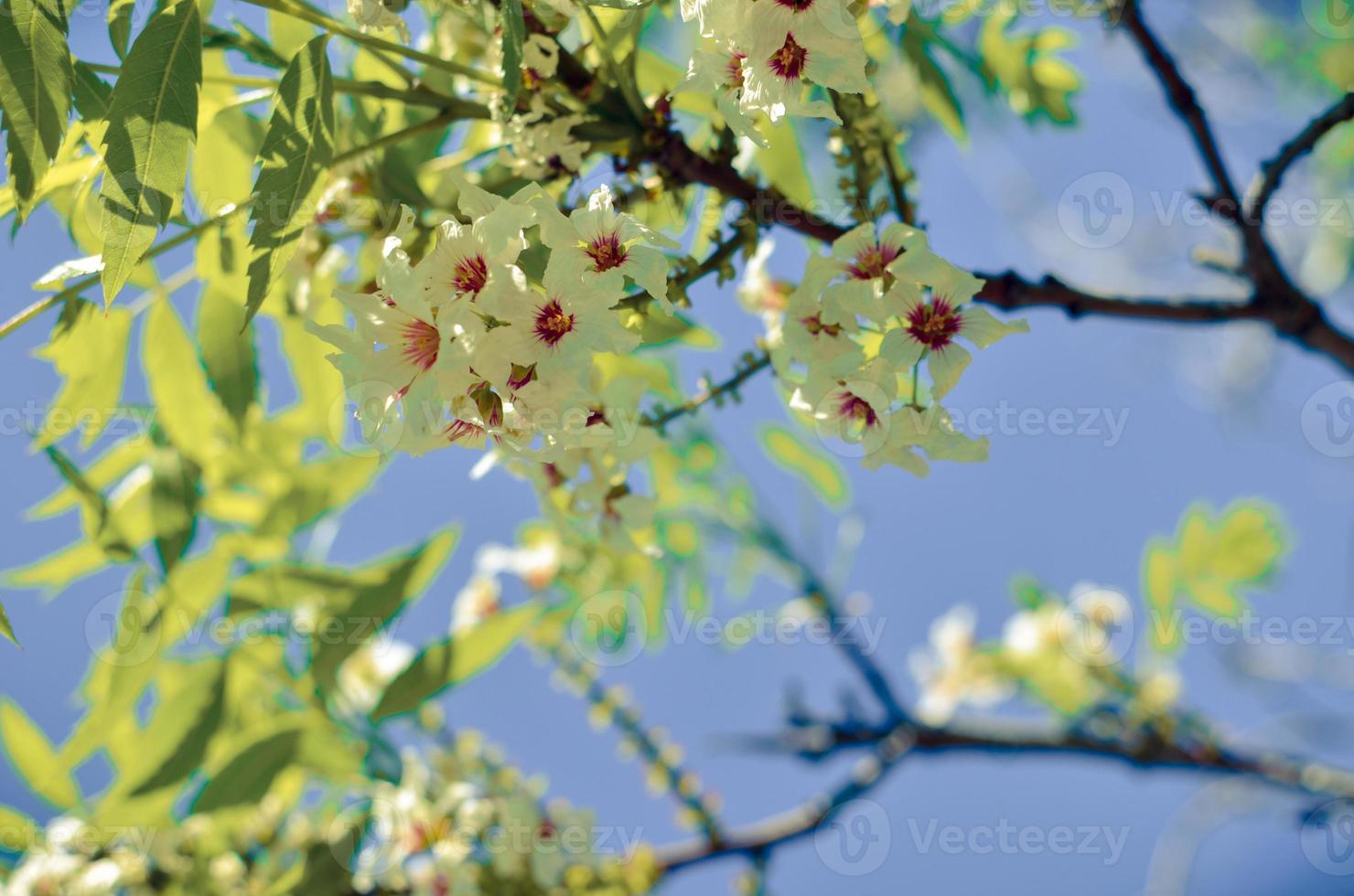 boezem van witte bloemen aan de boom foto