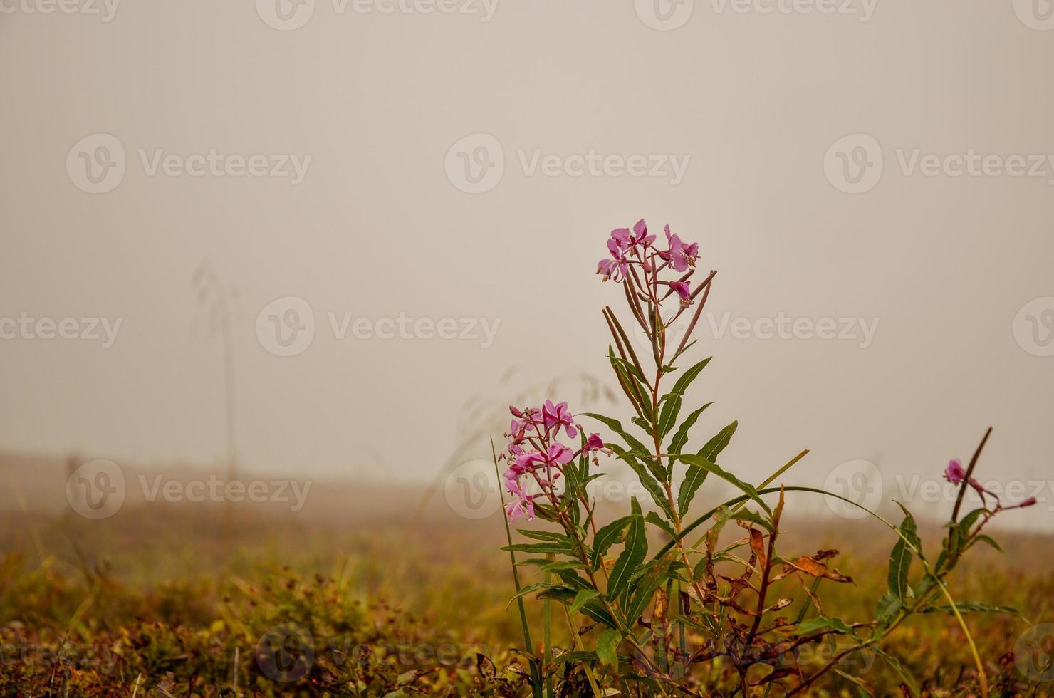 bloeiende sally of wilgenkruid of ivan thee en mist foto