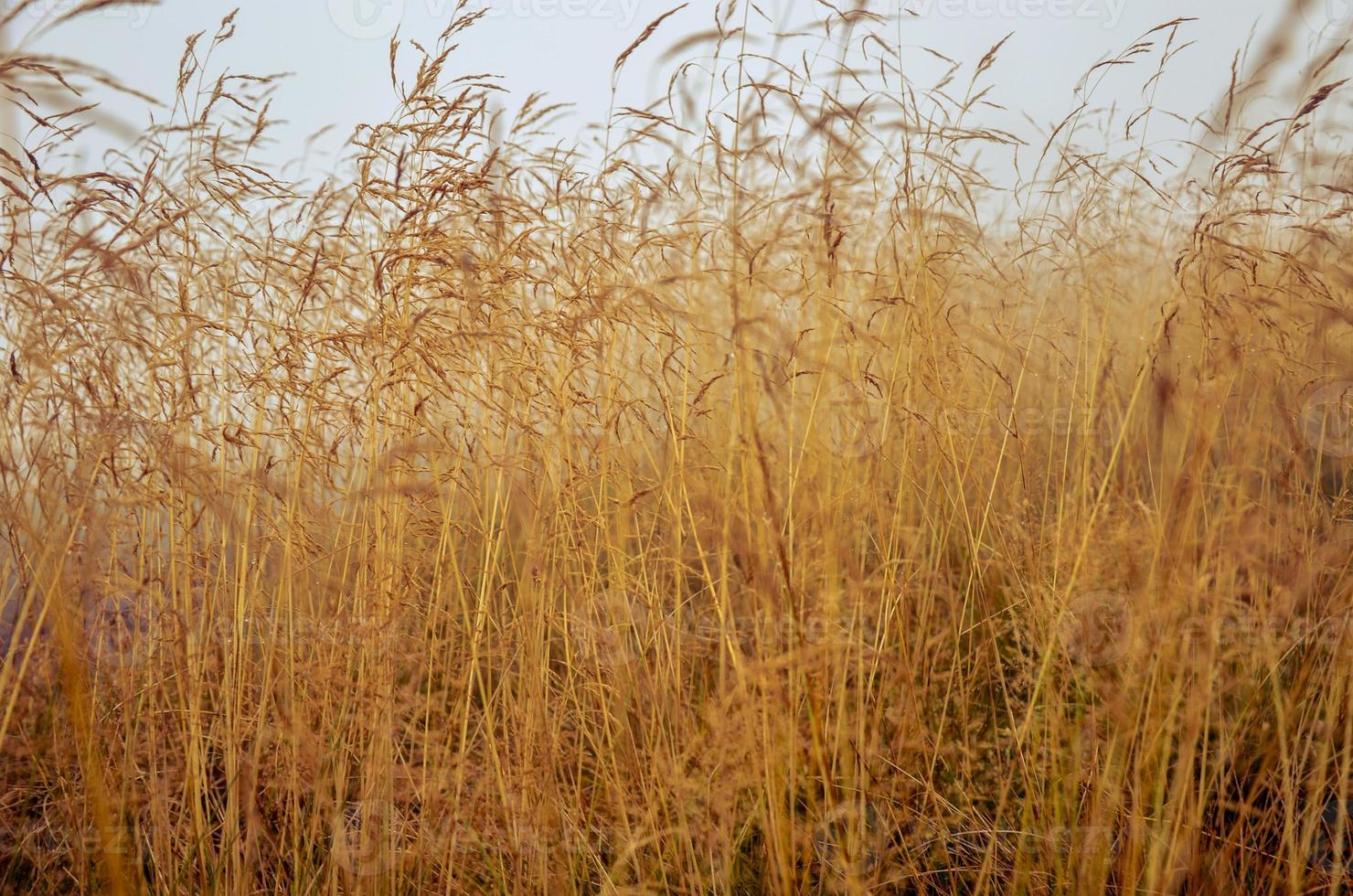 ochtenddauw in het droge grasveld met dauwdruppel. foto