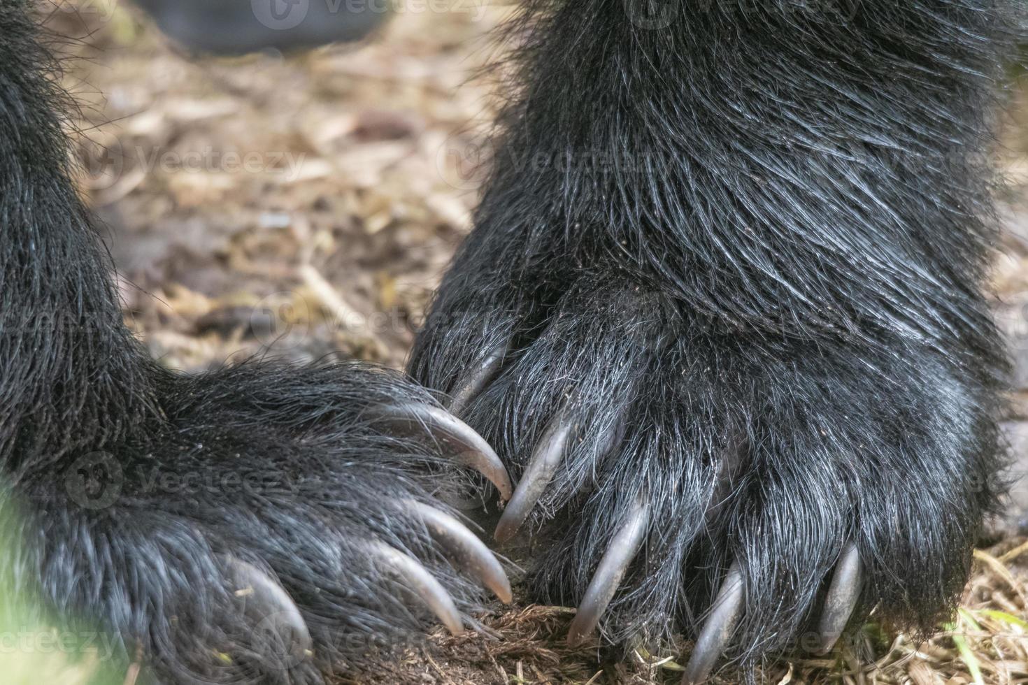 close-up van zwarte berenklauwen foto