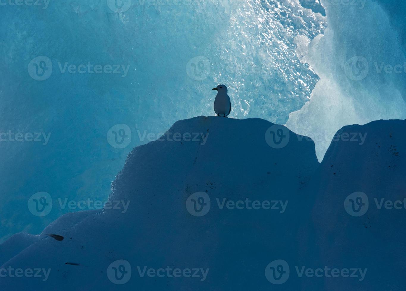 eenzame meeuw op ijsberg, endicott arm, alaska foto