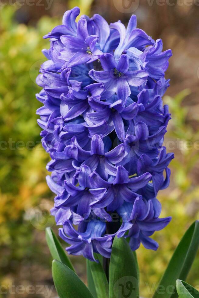 gemeenschappelijk hyacint, hyacinthus orientalis foto