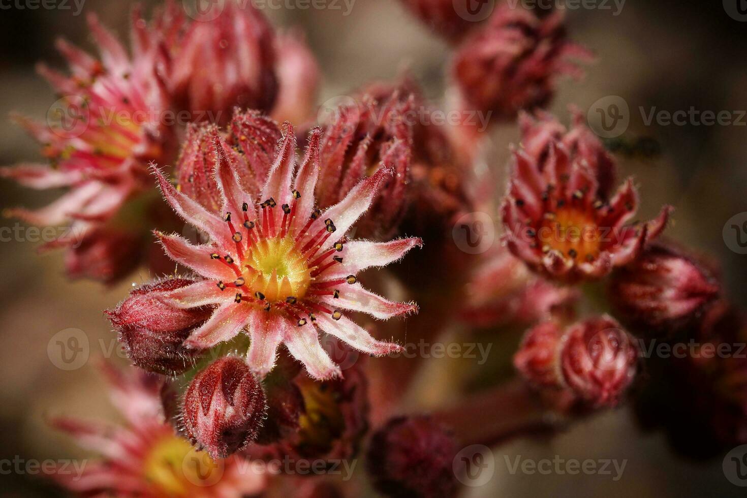 dichtbij omhoog beeld van huislijk, sempervivum foto