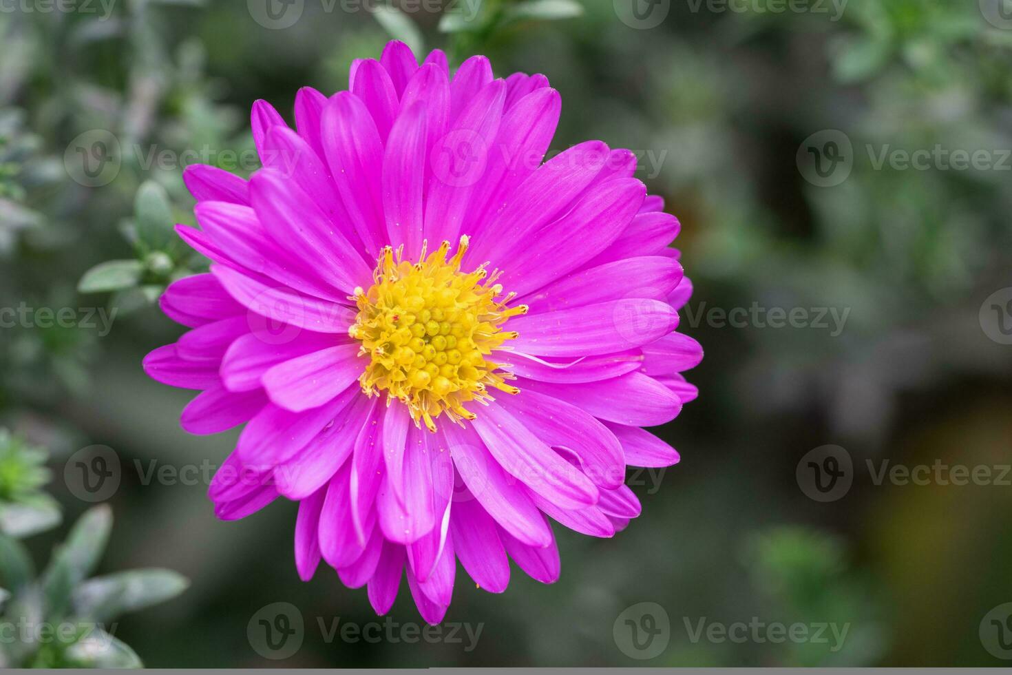 bossig aster, aster dumosus foto