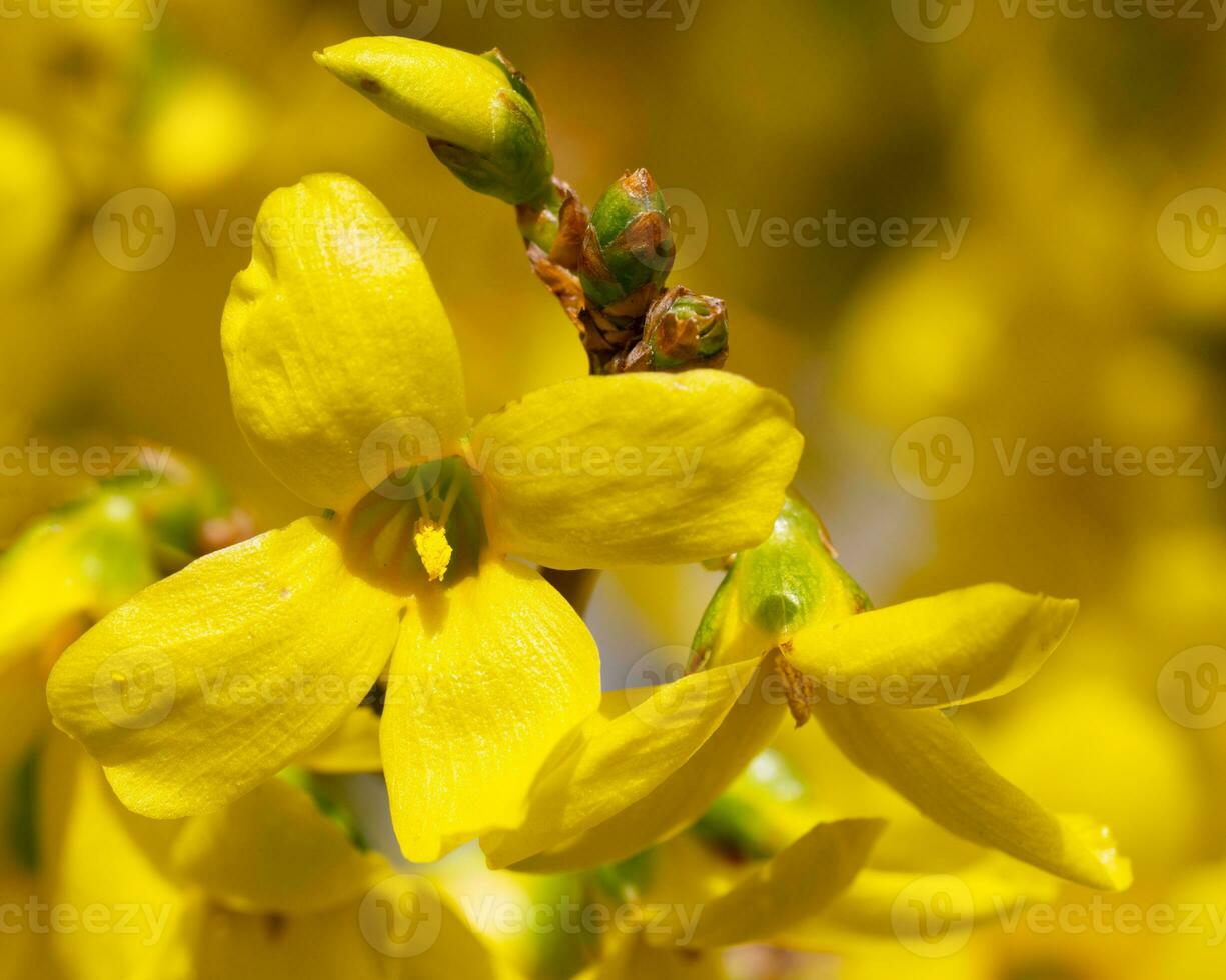 forsythia, forsythia tussenpersoon foto