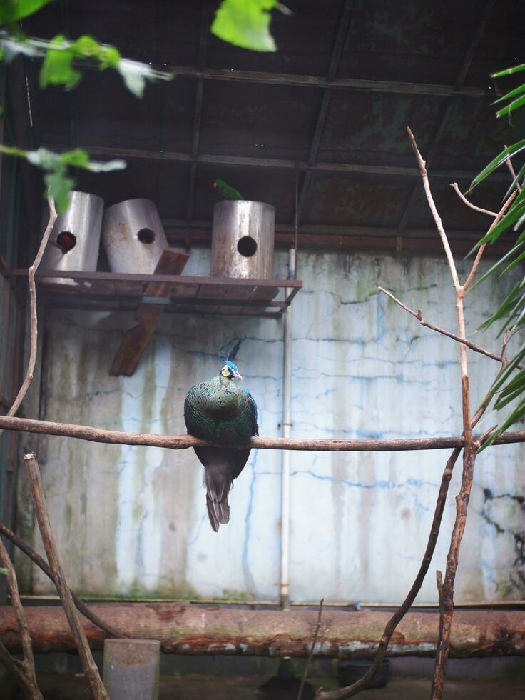 de groot blauw groen Pauw neergestreken Aan een groot houten Afdeling binnen de volière, vervagen achtergrond foto