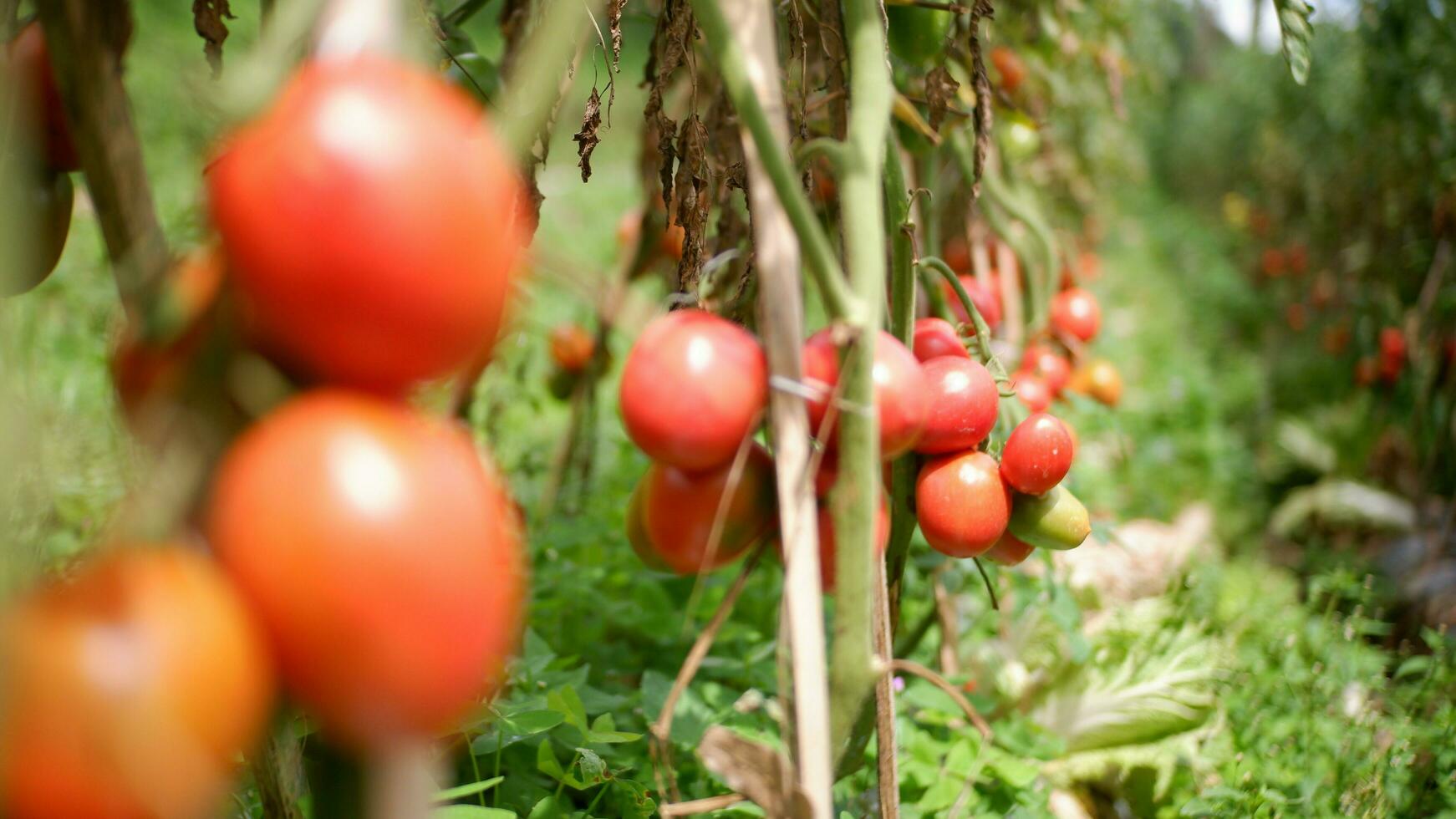 rijp tomaat fabriek groeit in tuin. vers bundel van rood natuurlijk tomaten Aan Afdeling in biologisch groente tuin. biologisch landbouw, gezond voedsel, , terug naar natuur concept.tuinieren tomaat fotograaf foto