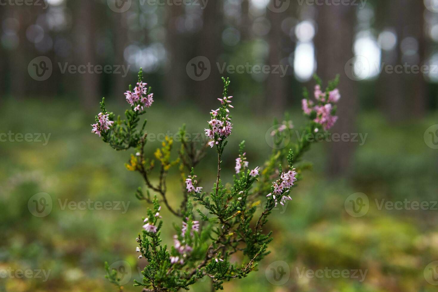 bloeiend takje van heide Aan een natuurlijk wazig achtergrond foto