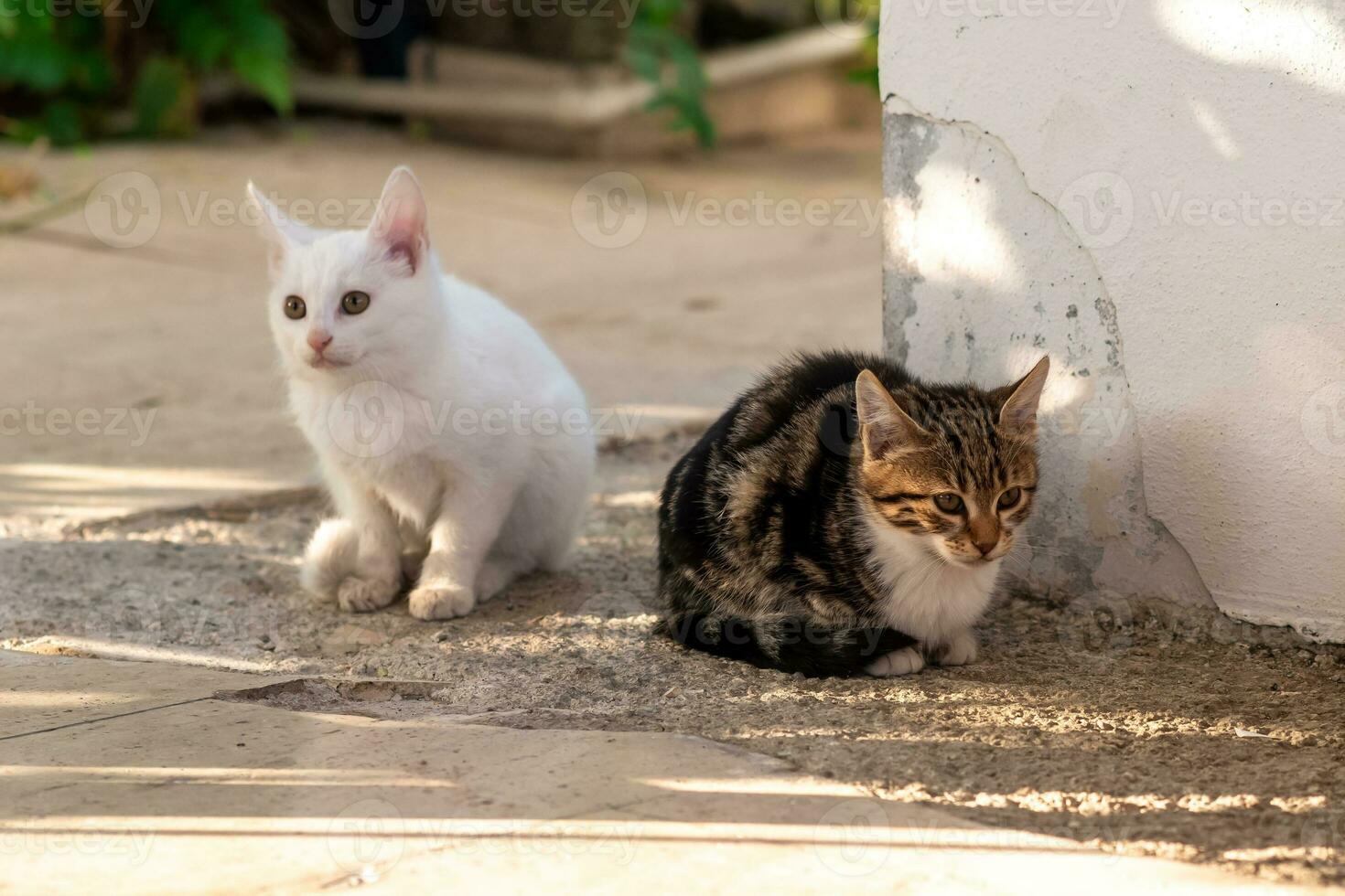 twee katje zit Aan de pad in de tuin in de buurt de muur foto