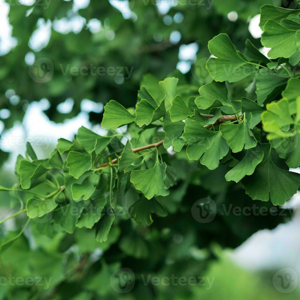 ginkgo boom Afdeling met bladeren dichtbij omhoog Aan wazig natuurlijk achtergrond foto