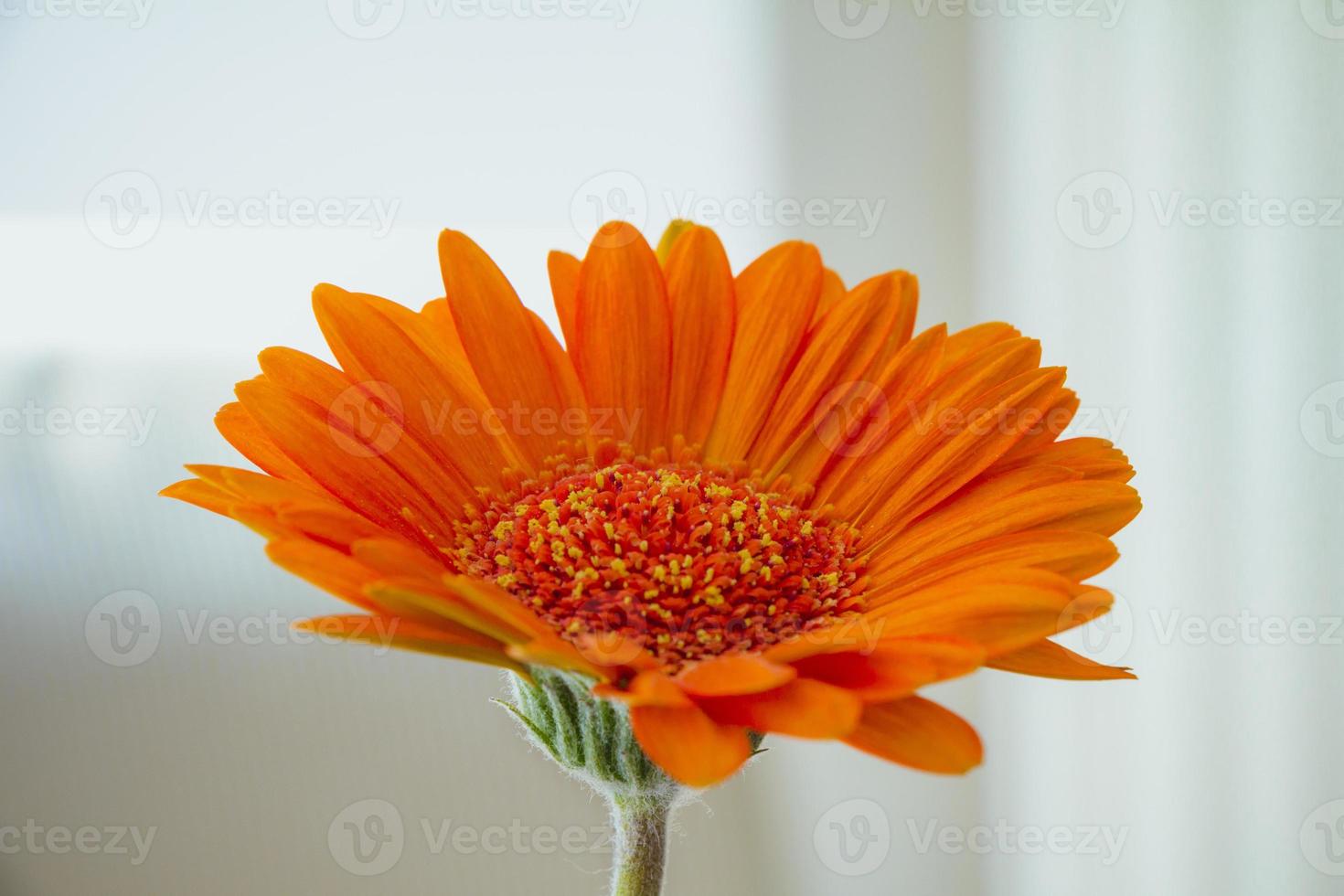 oranje gerbera bloem op witte achtergrond foto