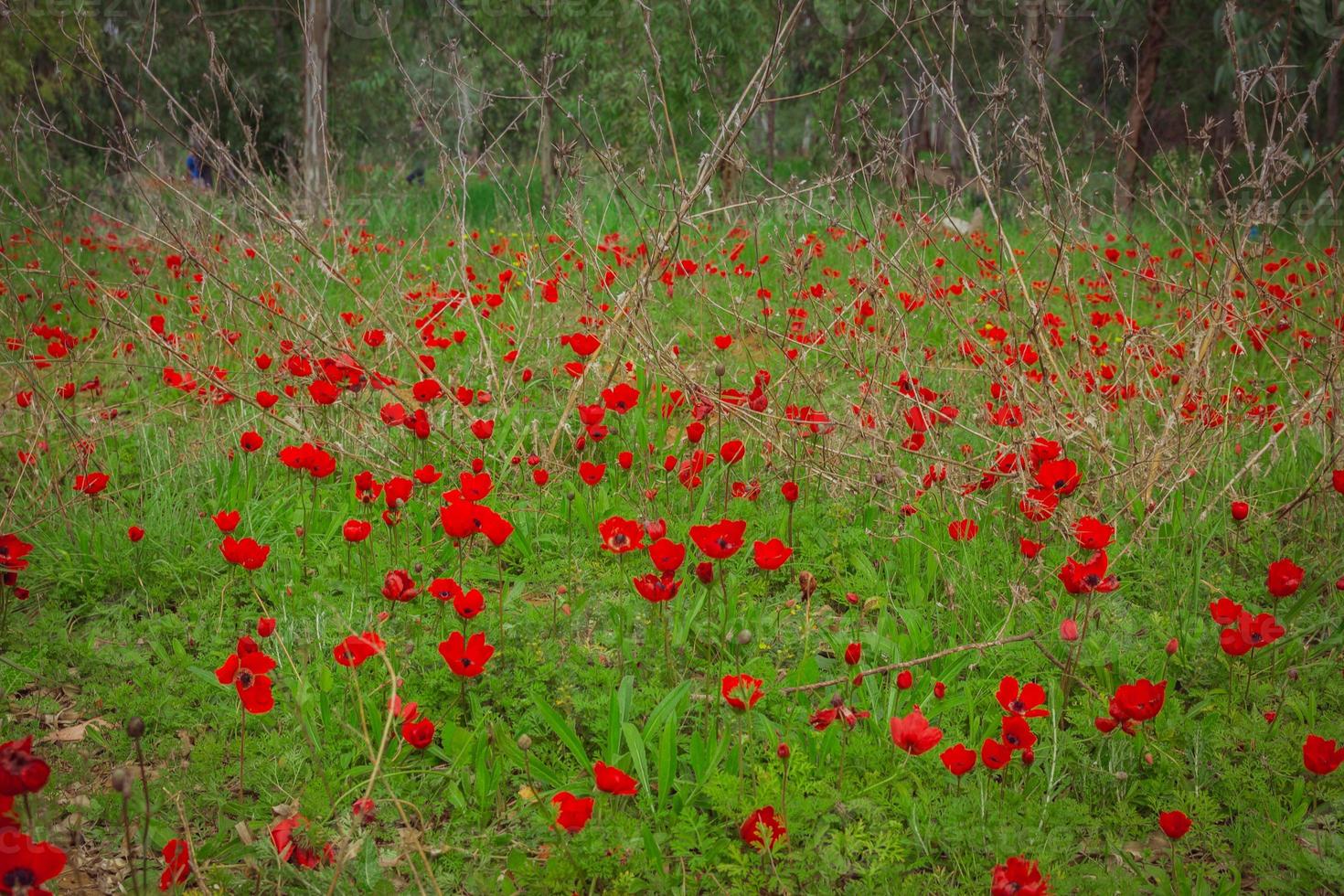 veld van rode anemonen foto