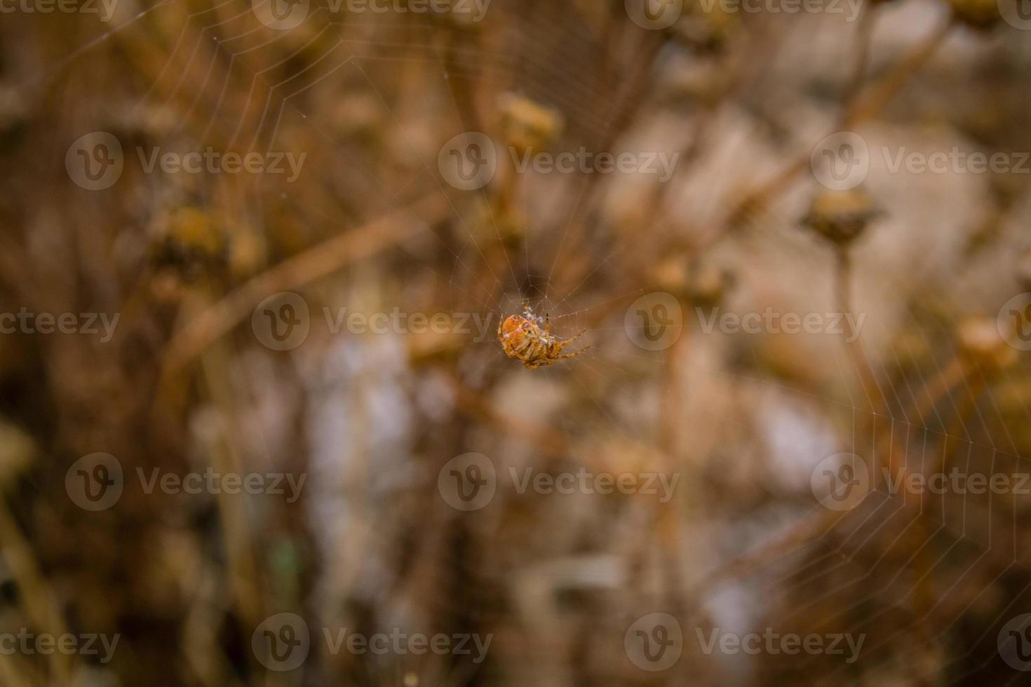 close-up op oranje spin zittend in het midden van het spinnenweb met bruine achtergrond foto