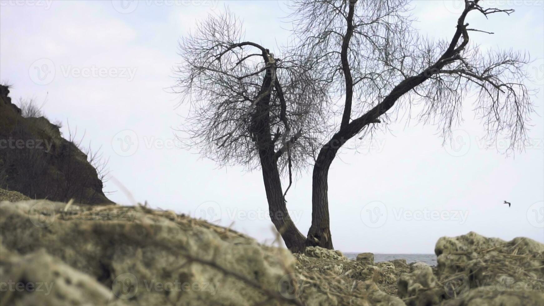 eenzaam oud boom door de zee. filmmateriaal. eenzaam droog boom romp Aan de strand in de buurt de zee Aan een deprimerend bewolkt en regenachtig dag foto