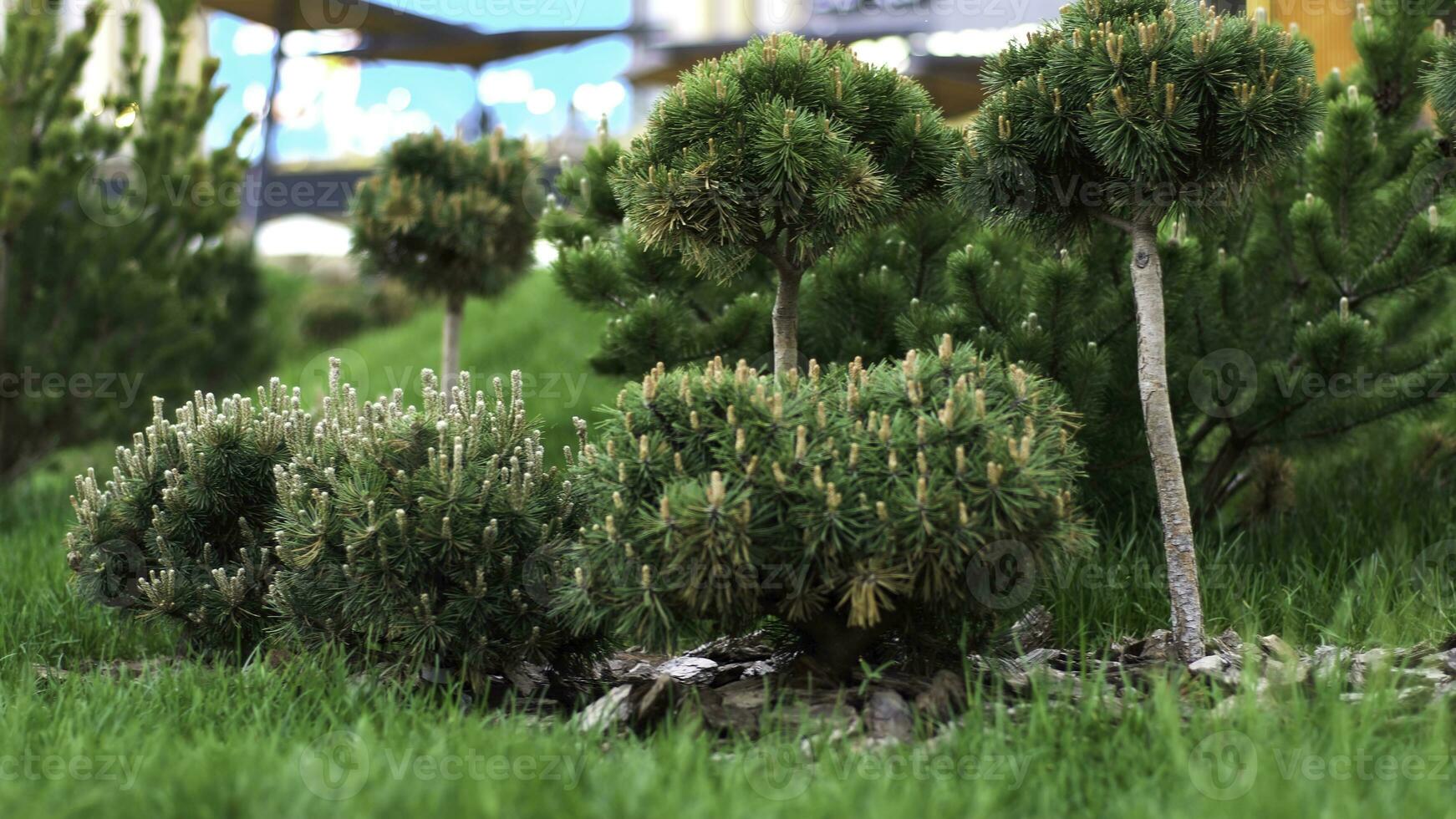 gazon struiken groeit in de stad park, beheer van de gebied concept. voorraad filmmateriaal. groen klein naald- struiken en helder vers gras. foto