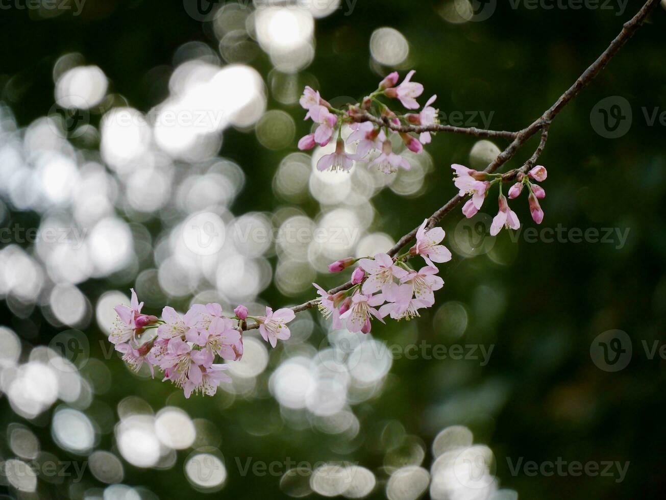 roze faya suea krong bloemen bloeiend in de wind, roze bloemen bloeiend in de wind achter wit wolken en helder lucht, sakura Thailand - kers bloesems in Thailand foto