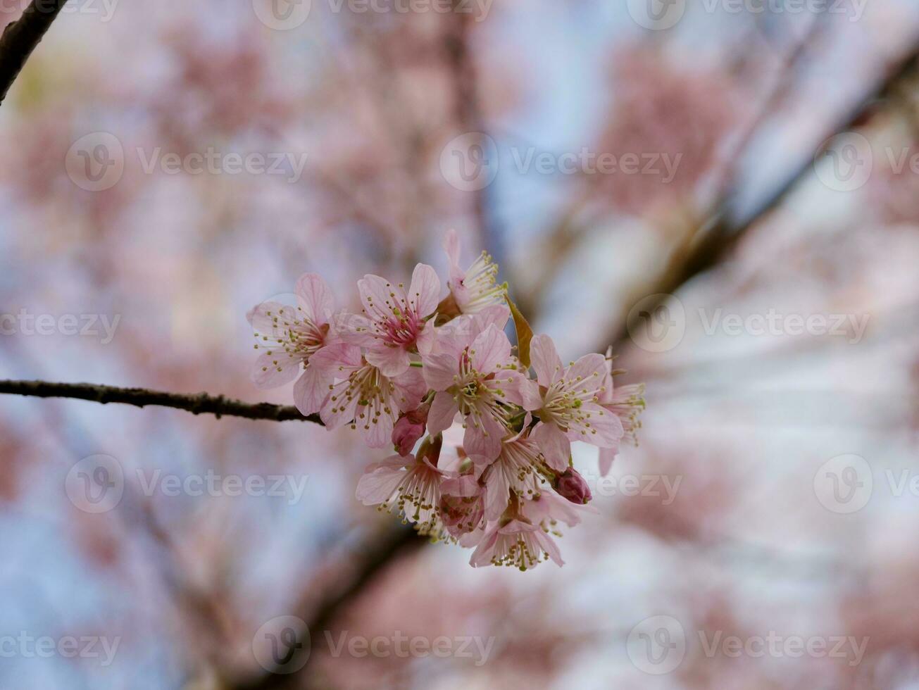 roze faya suea krong bloemen bloeiend in de wind, roze bloemen bloeiend in de wind achter wit wolken en helder lucht, sakura Thailand - kers bloesems in Thailand foto