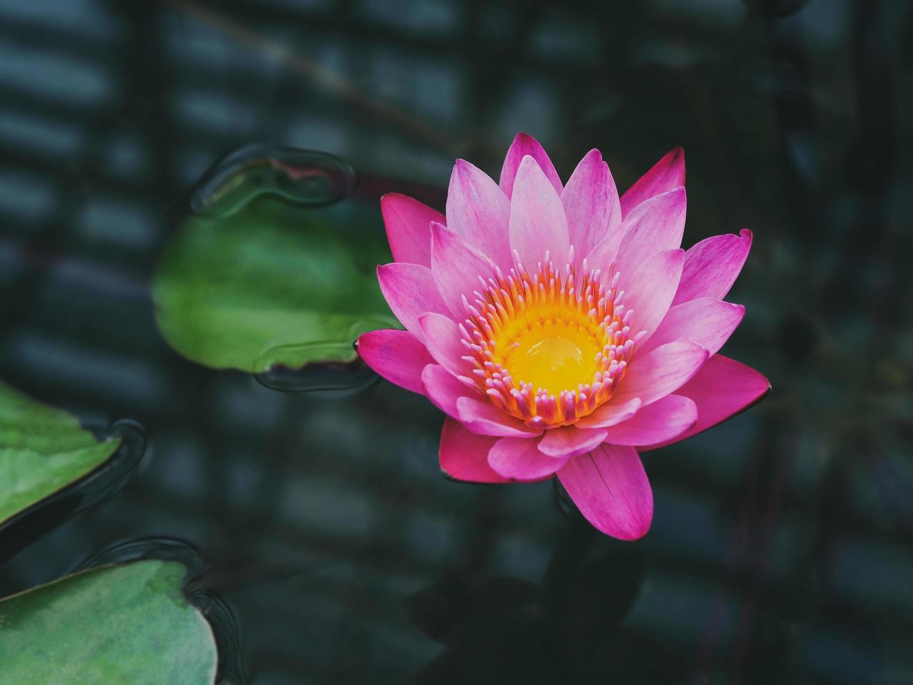 roze lotusbloem in het vijverwater. foto