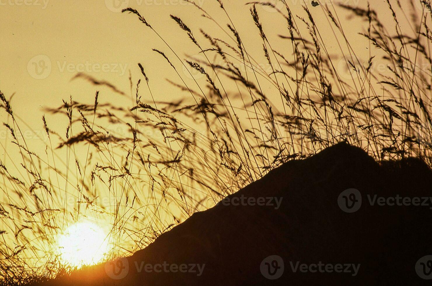 een persoon rijden een paard in de gras foto