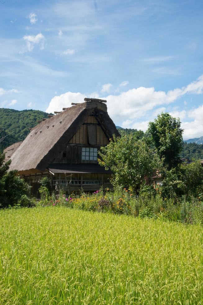 weergave van een traditioneel houten huis en veld rond. shirakawa go, japan foto