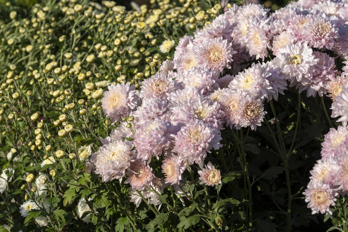 achtergrond van chrysant bloemen close-up foto