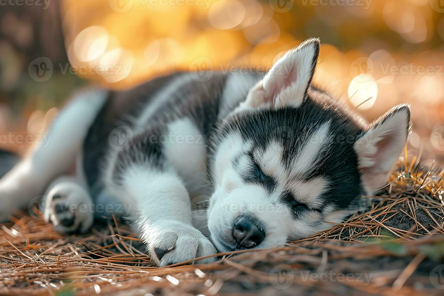 ai gegenereerd een schattig Siberisch schor puppy foto