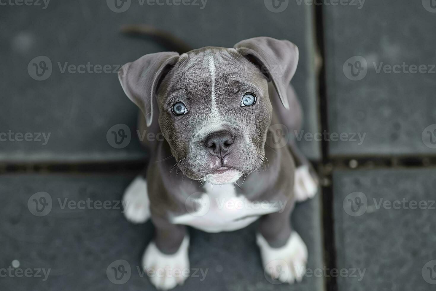 ai gegenereerd nationaal puppy dag met schattig rasecht blauw neus- Amerikaans pesten puppy foto