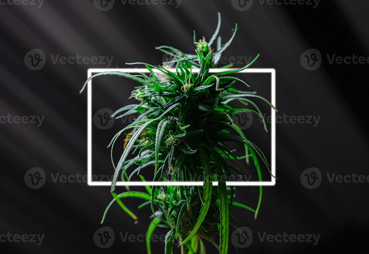 vlam verse groene medicinale plant cannabis bloeiend op zwarte achtergrond close-up, marihuana plant met vroege bloemen, sativa bladeren foto